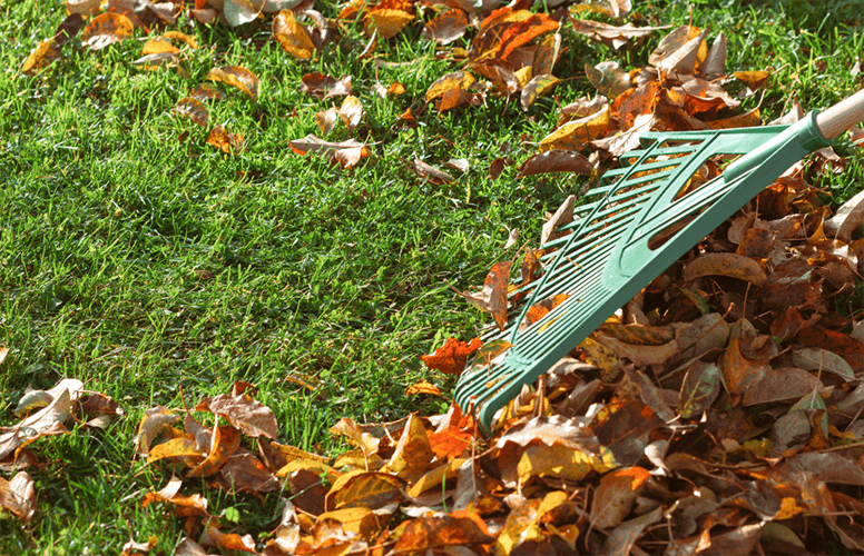fall cleanups buffalo ny