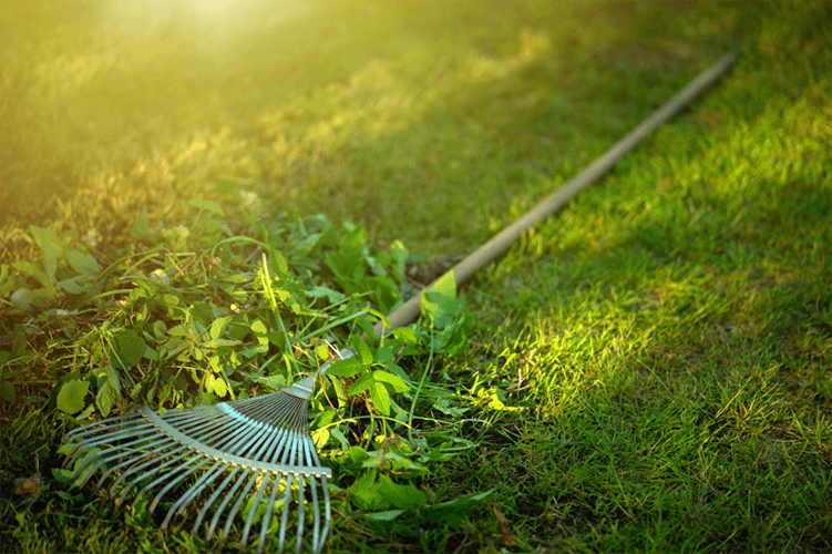 spring cleanups buffalo ny